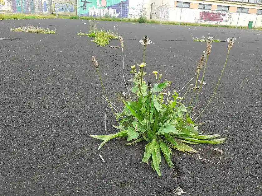 Eine Spitzwegerich Pflanze bricht durch eine asphaltierte Sportfläche