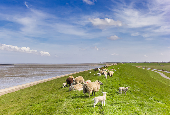 Foto: Deich an der Nordseeküste