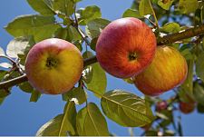 Regionale Äpfel. Foto: Europäische Kommission