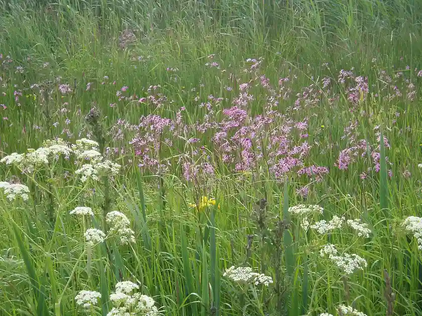 Wildblumenwiese