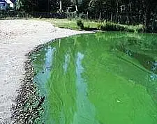 Badesee mit massiver Blaualgenblüte