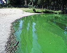 Badesee mit massiver Blaualgenblüte