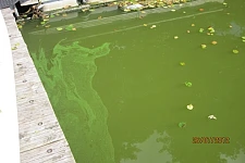 Schlieren von Blaualgen