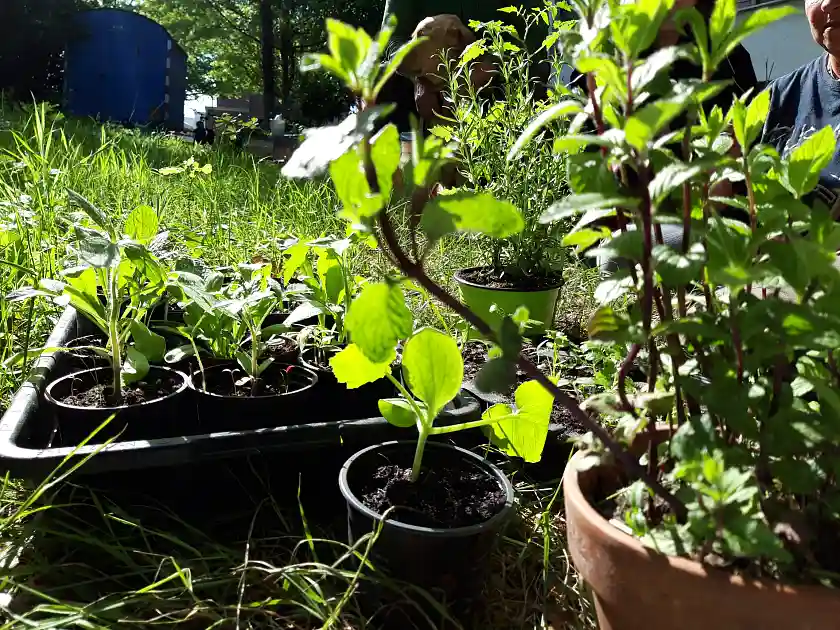 Blumenthaler Gemeinschaftsgarten