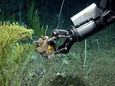 Ein Tauchroboter des MARUM