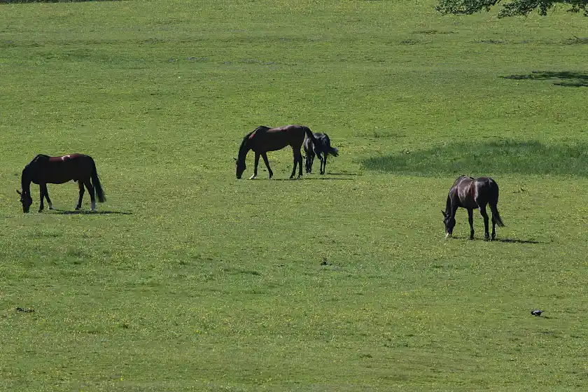Eine grüne Wiese mit Pferden 
