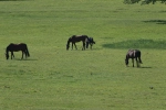Eine grüne Wiese mit Pferden 