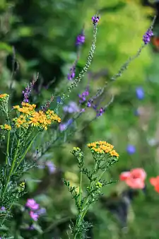 Bremen zeigt seine Gärten