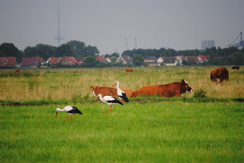 Landwirtschaft im städtischen Raum