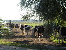 Milchkühe im Bremer Blockland auf dem Weg zum Melkstand