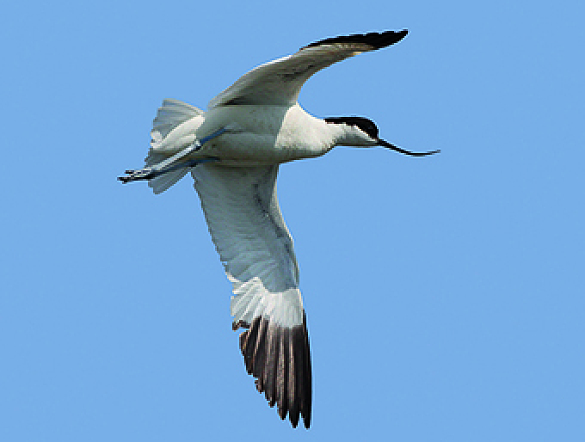 Hier sehen Sie einen Säbelschnäbler im Flug; Foto: Lutz Ritzel