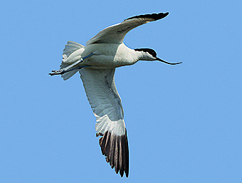 Hier sehen Sie einen Säbelschnäbler im Flug; Foto: Lutz Ritzel