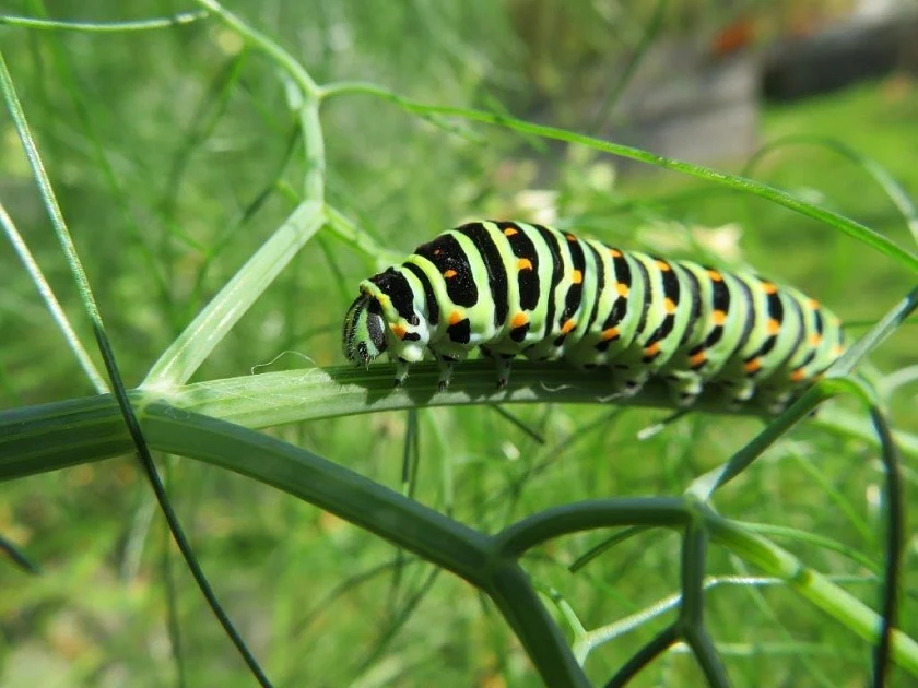 Das Foto zeigt eine Schwalbenschwanz-Raupe auf einem Stängel.