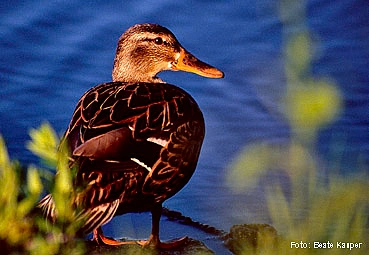 Stockente