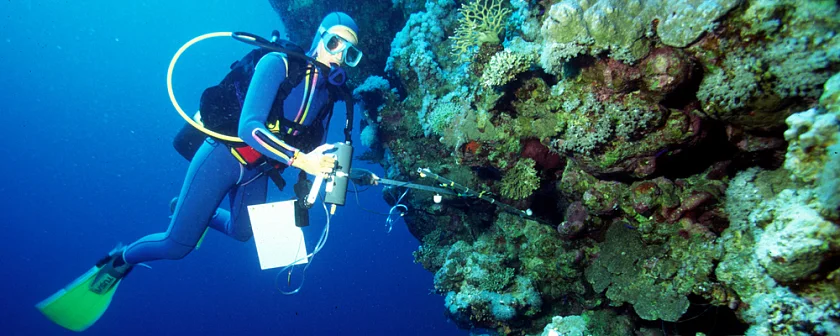 Taucher an einem Riff, Foto: M. Wunsch, ZMT