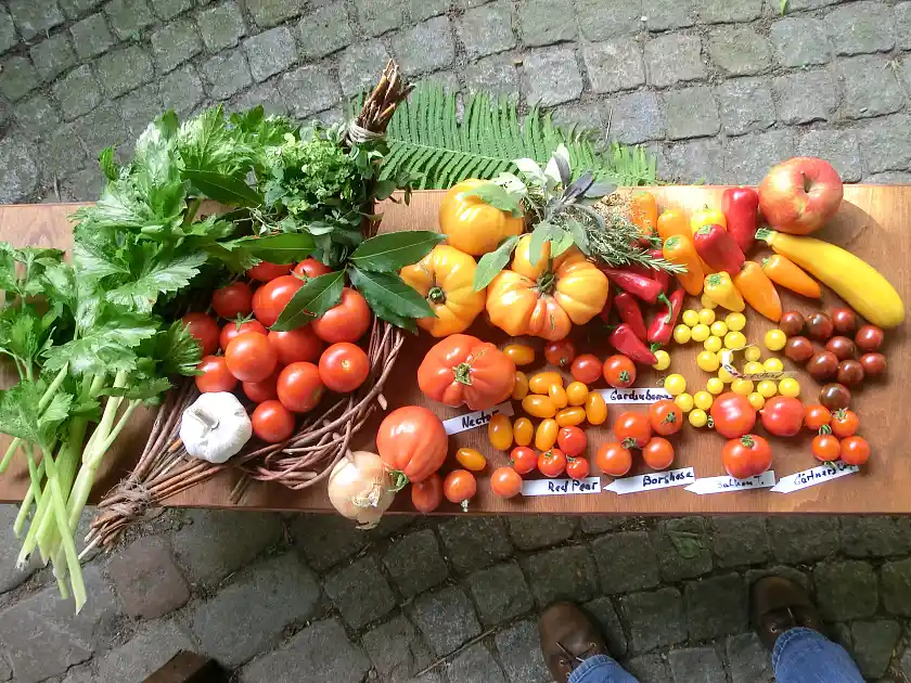 Frisch geerntetes Gemüse