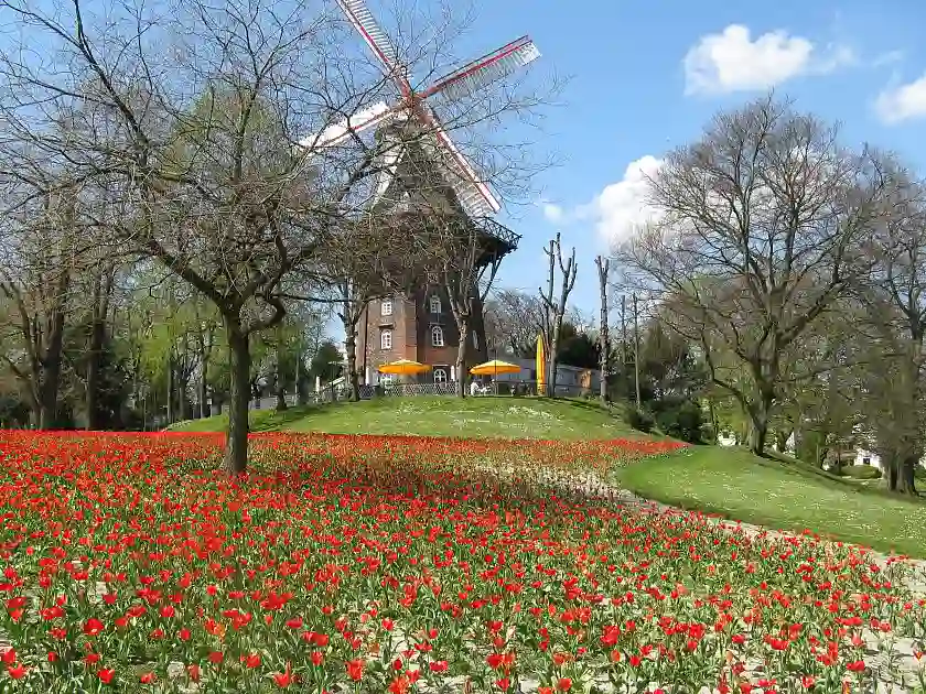 Tulpenblüte vor der Wallmühle