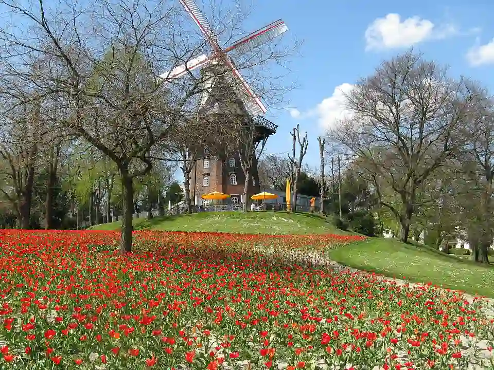 Tulpenblüte vor der Wallmühle