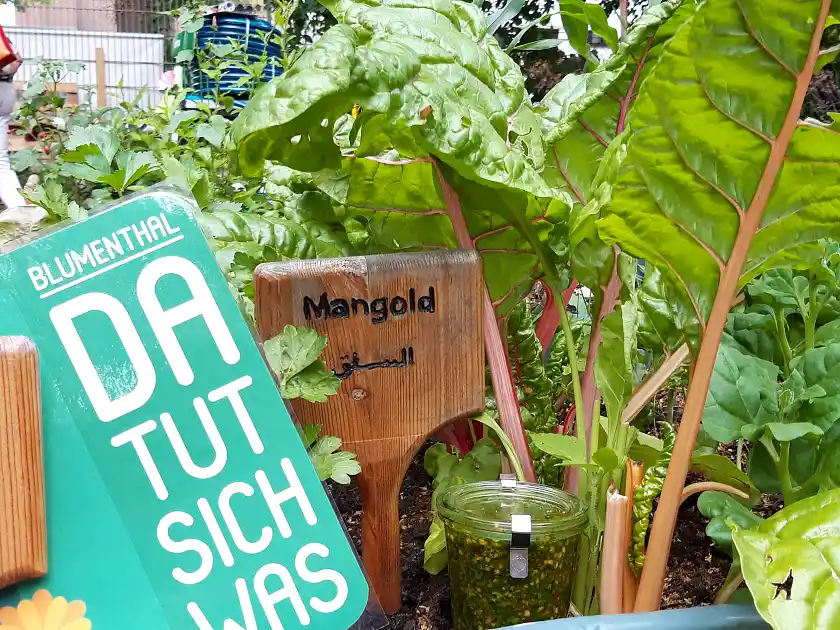 Foto eines Beetes mit dem Schriftzug Blumenthal - hier tut sich was 