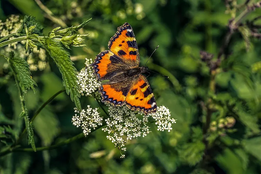 Ein leuchtend oranger Tagfalter sitzt auf einer weißen Blüte.