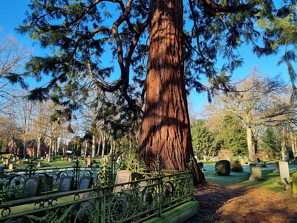 Mammut Baum bei Riensberg