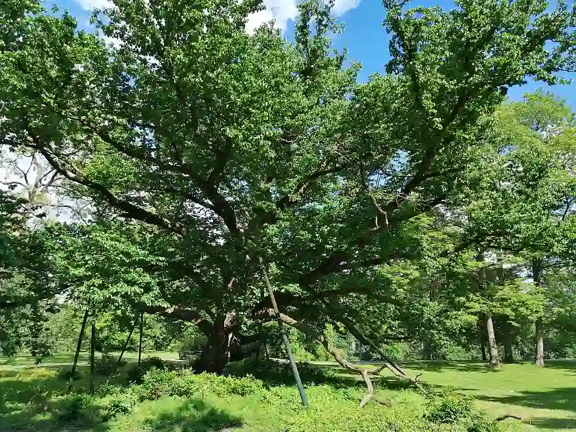 Baumhasel in den Wallanlagen