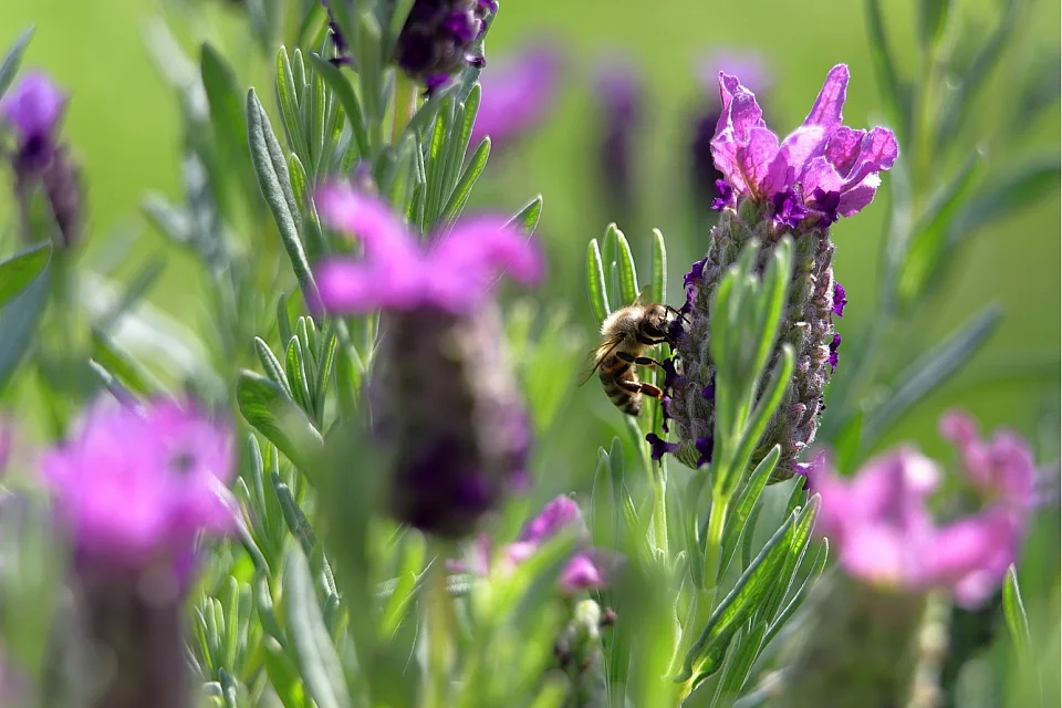 &copy; G&uuml;nter Egdmann - Durch die Corona-Einschr&auml;nkungen konnte ich viel Zeit im Garten verbringen, das sch&ouml;ne Wetter hat zu vielen sch&ouml;nen Motiven beigetragen
