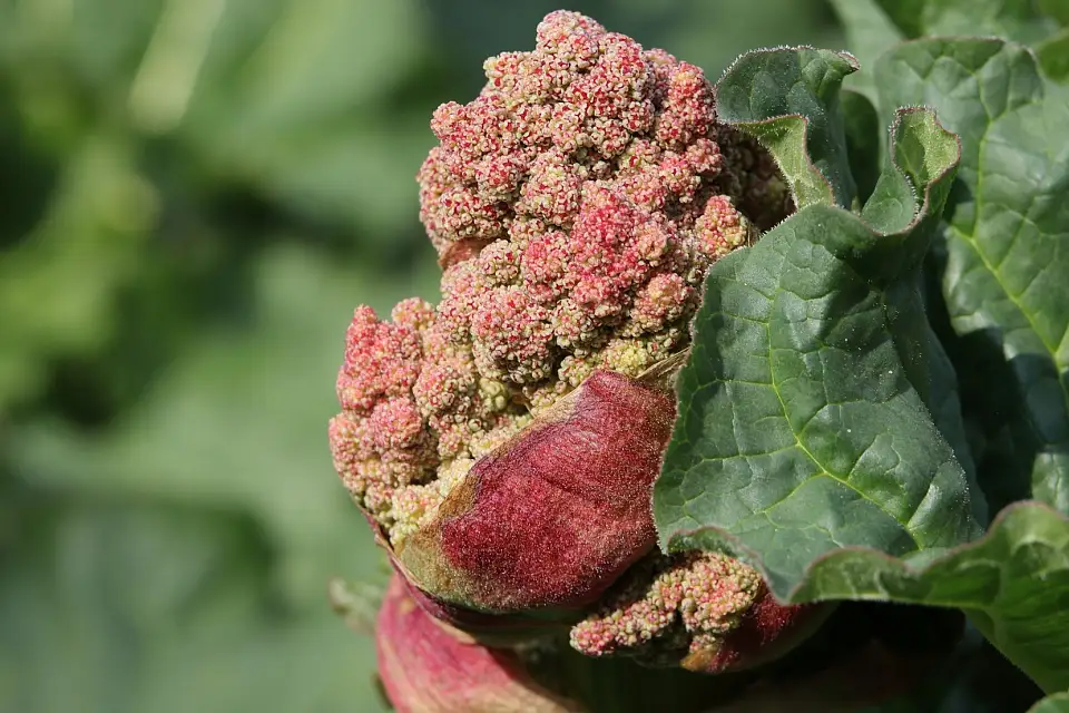 &copy; G&uuml;nter Egdmann - Durch die Corona-Einschr&auml;nkungen konnte ich viel Zeit im Garten verbringen, das sch&ouml;ne Wetter hat zu vielen sch&ouml;nen Motiven beigetragen