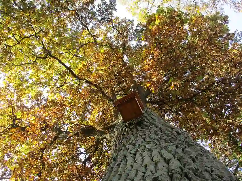 Baumkrone einer Eiche in Herbstfärbung