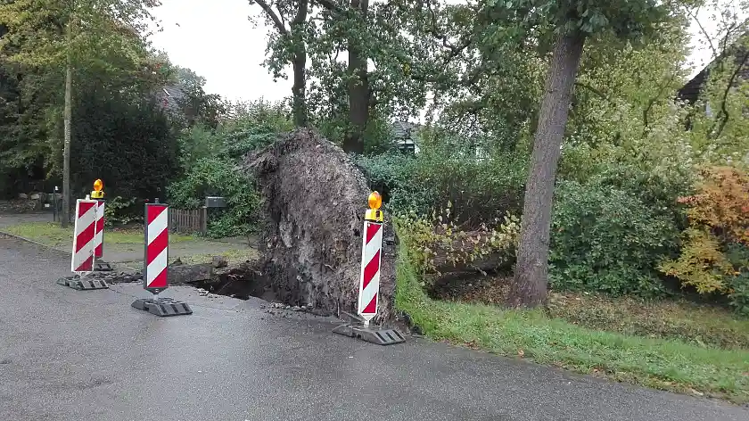 Umgestürzter Baum
