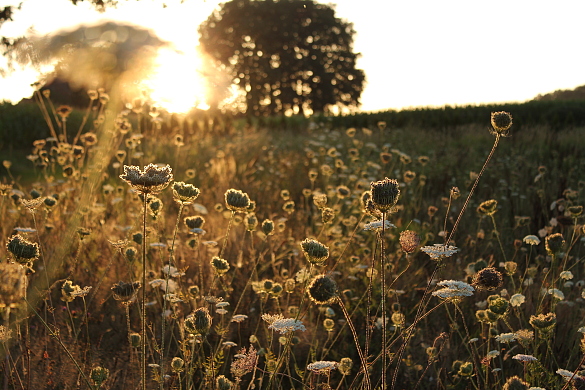 Das Symbolbild zu Umweltindikatoren zeigt einer Wiese im Abendlicht .