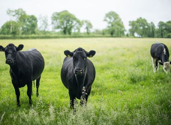 Rinder auf der Wiese: Wilde Weide im Naturschutzgebiet Neue Weser kommt