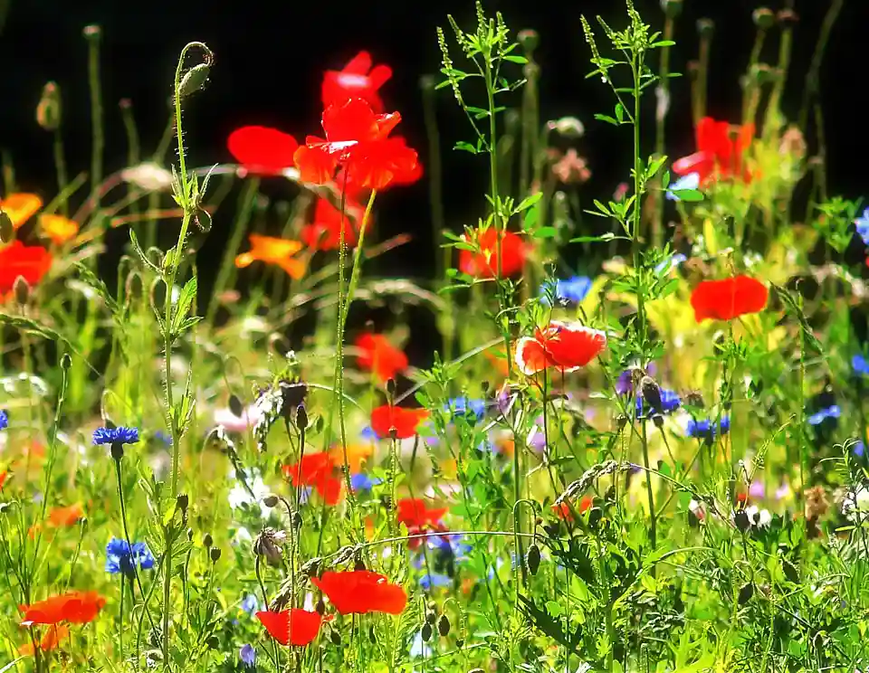 &copy; Lothar Schroll - die Aufnahmen entstanden im Blindengarten in Breme Grohn 