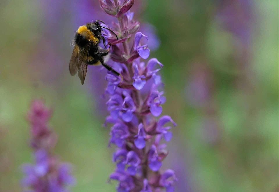 &copy; Lothar Schroll - Verkehrsinsel in Lesum