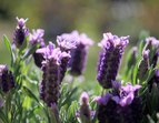 © Lothar Schroll - Lavendel im Garten