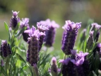 © Lothar Schroll - Lavendel im Garten