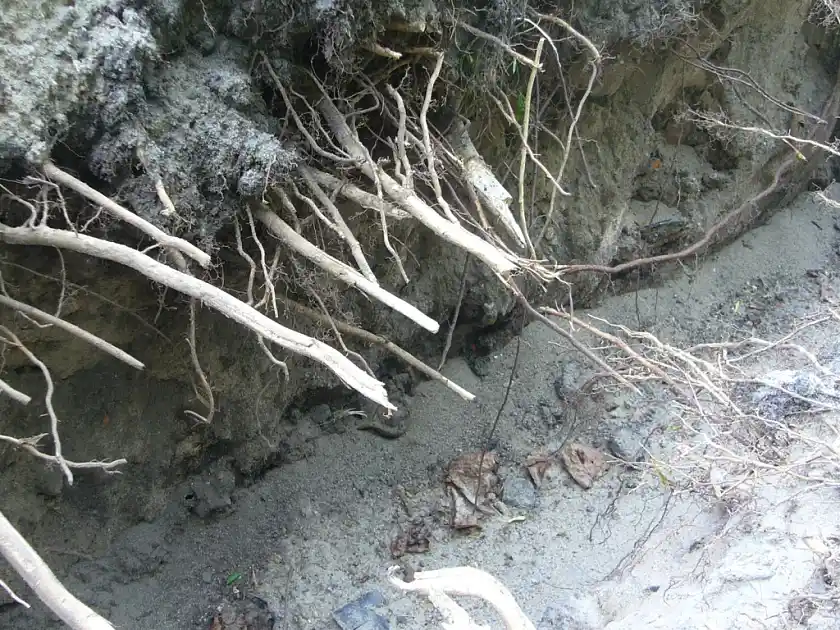 Abgerissene Wurzeln bei Tiefbauarbeiten