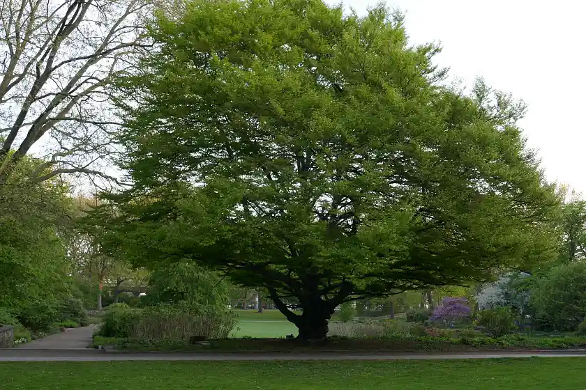 Farnblättrige Rotbuche
