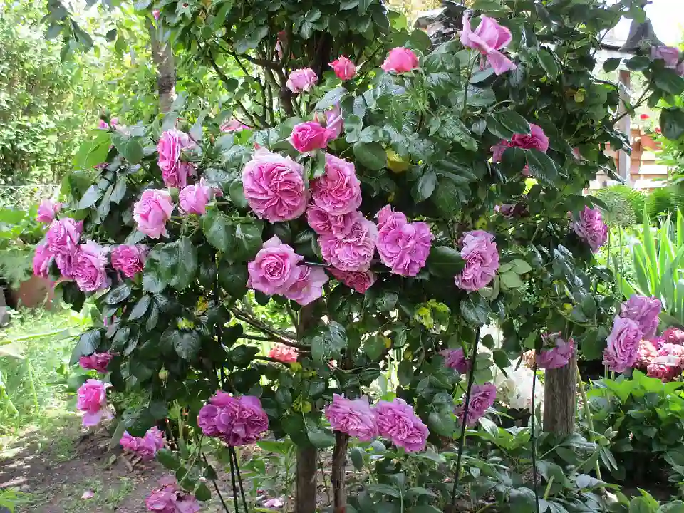 &copy; Regina Bliss - Parzelle auf dem Stadtwerder, Wir haben einen sogenannten"Bauerngarten" mit Obst, Gem&uuml;se und viel Rosen usw.