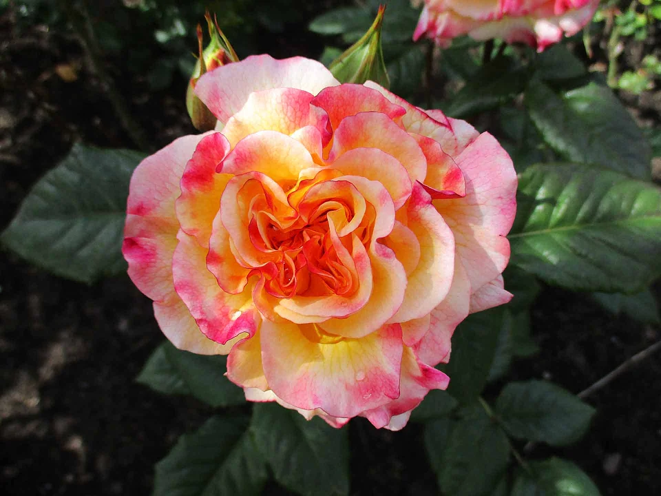 &copy; Regina Bliss - Parzelle auf dem Stadtwerder, Wir haben einen sogenannten"Bauerngarten" mit Obst, Gem&uuml;se und viel Rosen usw.