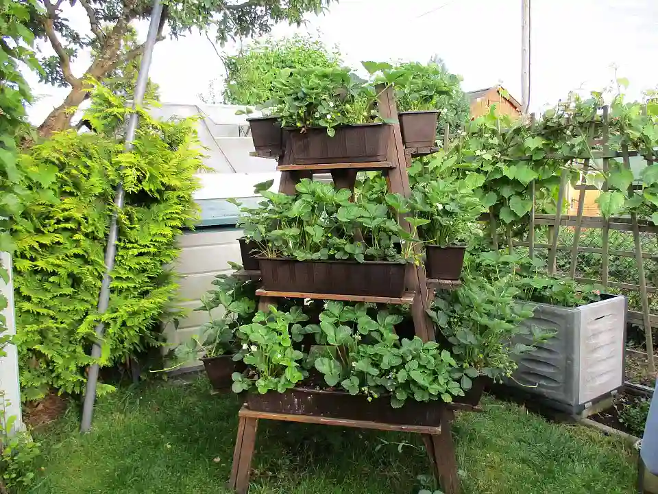 &copy; Regina Bliss - Parzelle auf dem Stadtwerder, Wir haben einen sogenannten"Bauerngarten" mit Obst, Gem&uuml;se und viel Rosen usw.