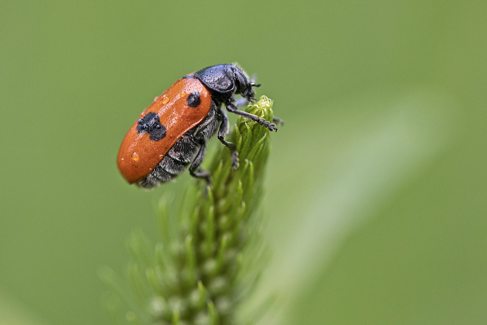 &copy; Robby Ballhause