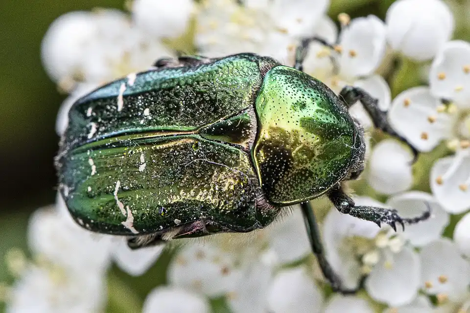 &copy; Robby Ballhause