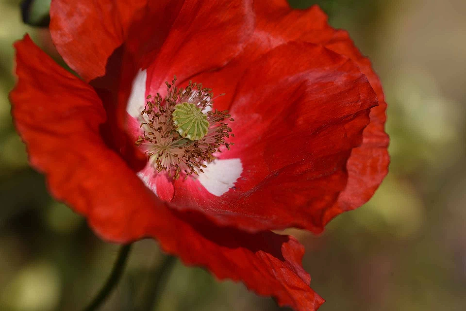 &copy; Sabine Kern - Fotos aus dem hauseigenen Garten, in dem man gut entspannen und die Natur genie&szlig;en kann.