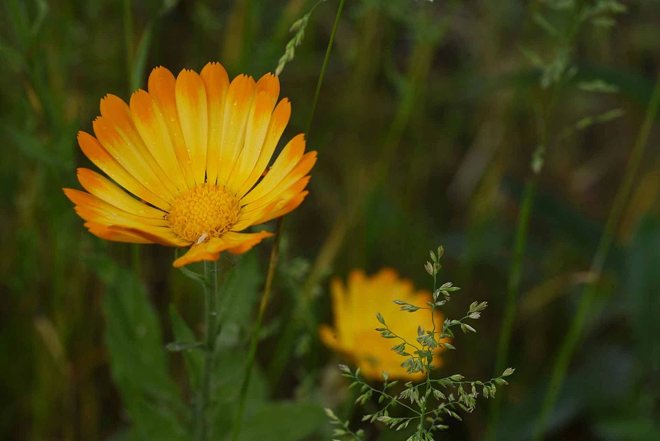 &copy; Sabine Kern - Fotos aus dem hauseigenen Garten, in dem man gut entspannen und die Natur genie&szlig;en kann.
