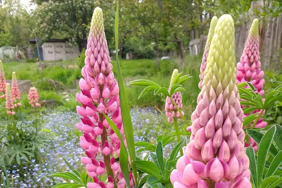 &copy; Vanessa Breuel - Internaionaler Garten Walle im Gr&uuml;nen Bremer Westen