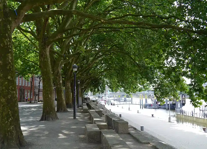 Bäume an der Schlachte