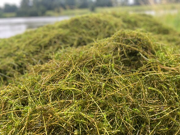Allgemeinverfügung für den Werdersee und die Kleine Weser nach Herbstmahd der Wasserpest aufgehoben