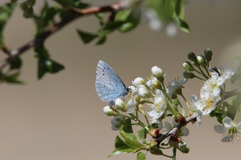 Schmetterling an einer Blüte