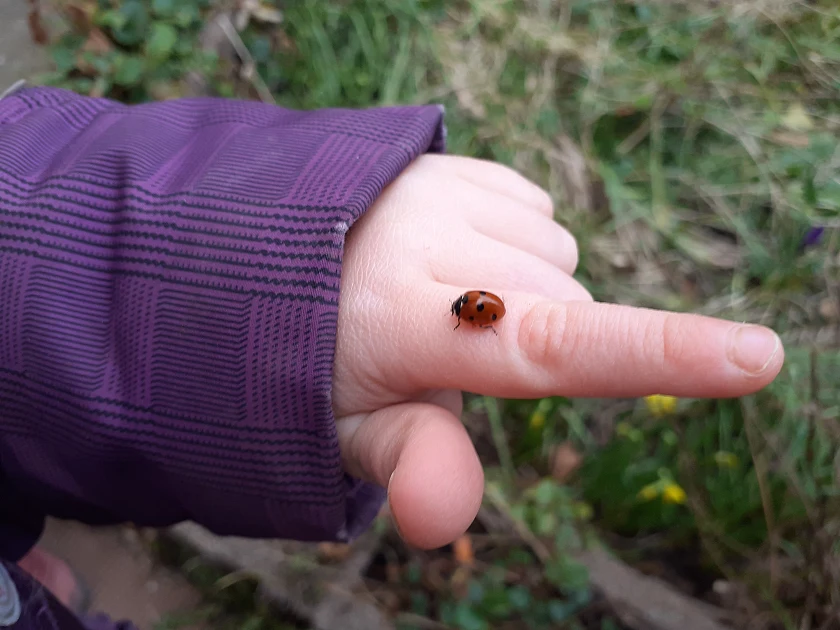 Marienkäfer auf einr Kinderhand.